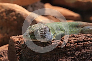 North african occellated lizard