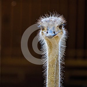 North African ostrich,Struthio camelus in Jerez de la Frontera, Andalusia, Spain