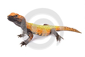 North African Spiny-tailed Lizard (Uromastyx acanthinura)