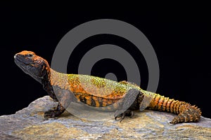 North African Spiny-tailed Lizard (Uromastyx acanthinura)