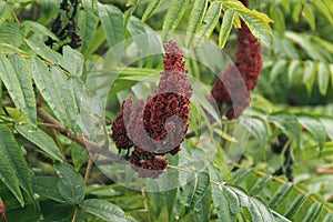 North Amercian Stanghorn Sumac Seed Head photo