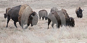 North America Bison Herding in Group