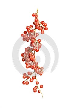 North America Buffaloberry isolated on white background