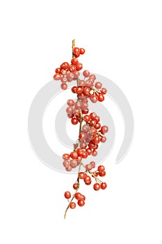 North America Buffaloberry or Shepherdia berries on white background