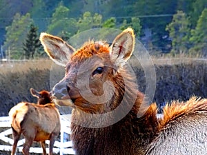 North America, Canada, Jasper National Park of Canada Banff, mouflon, Wapiti