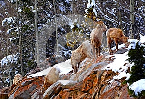 North America, Canada, Jasper National Park of Canada Banff, mouflon, Wapiti