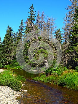 North America, Canada, New Brunswick, Fundy National Park, Forks and Orignal Trails, Broad River