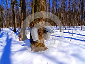 Canada, Province of Quebec, maple forest