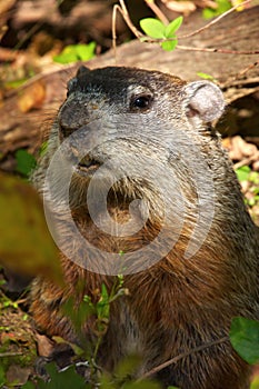 North America marmot