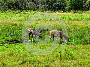 North America, USA, Florida, white-tailed deer