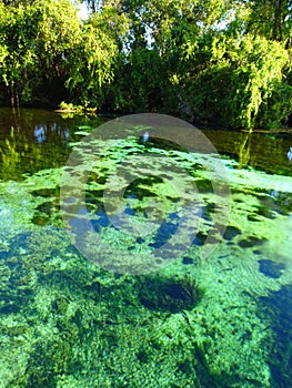 North America, USA, Florida, Hernando County, Weeki Watchee river