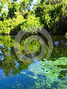 North America, USA, Florida, Hernando County, Weeki Watchee river