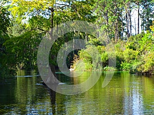 North America, USA, Florida, Hernando County, Weeki Watchee river