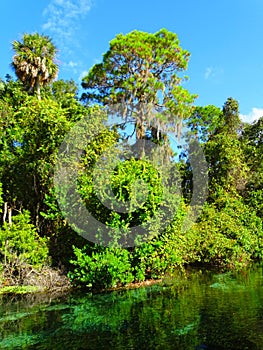 North America, USA, Florida, Hernando County, Weeki Watchee river