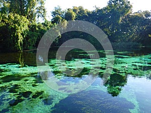 North America, USA, Florida, Hernando County, Weeki Watchee river