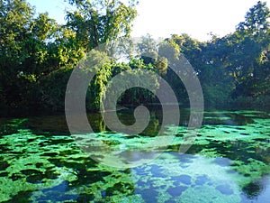 North America, USA, Florida, Hernando County, Weeki Watchee river