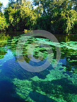 North America, USA, Florida, Hernando County, Weeki Watchee river