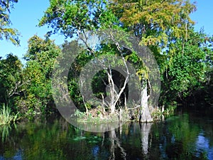 North America, USA, Florida, Hernando County, Weeki Watchee river