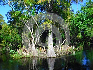 North America, USA, Florida, Hernando County, Weeki Watchee river