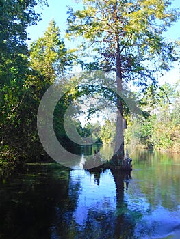 North America, USA, Florida, Hernando County, Weeki Watchee river