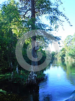 North America, USA, Florida, Hernando County, Weeki Watchee river