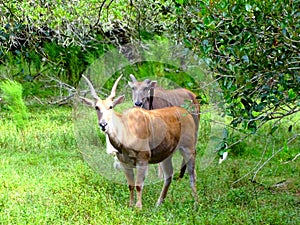 North America, USA, Florida, white-tailed deer