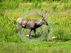 North America, USA, Florida, white-tailed deer