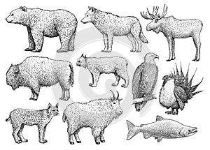 North American animals collection, illustration, drawing, engraving, ink, line art, vector