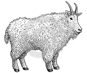 North American animals collection, illustration, drawing, engraving, ink, line art, vectorMountain goat illustration, drawing, eng photo