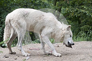 North American Arctic Wolf