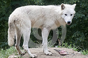 North American Arctic Wolf