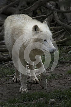 North American Arctic Wolf