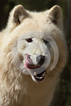 North American Arctic Wolf