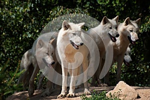 North American Arctic Wolfs