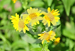 North American arnica (Arnica chamissonis) photo