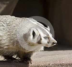 North American Badger