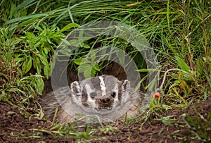 North American Badger Taxidea taxus Bares Teeth