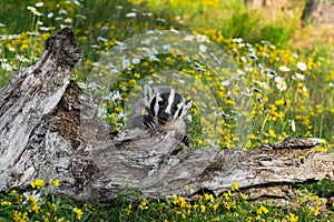 North American Badger Taxidea taxus Cub Claws Out Over Log Summer