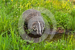 North American Badger Taxidea taxus Cub Drinks From Small Pool of Water Summer