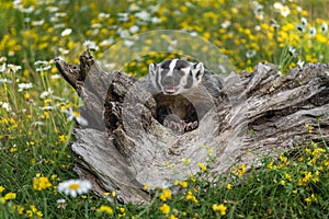 North American Badger Taxidea taxus Cub Nestled in Log Mouth Open Summer