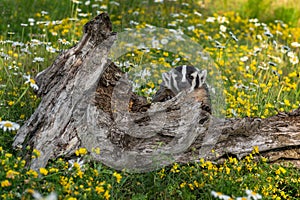 North American Badger Taxidea taxus Cub Nibble at Log in Field of Wildflowers Summer