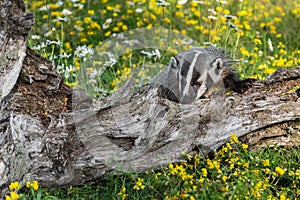 North American Badger Taxidea taxus Cub Presses Nose to Log Summer