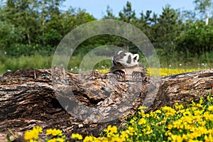 North American Badger Taxidea taxus Cub Sits at Log Claws Over Top Summer