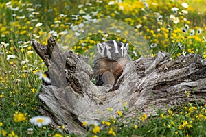 North American Badger Taxidea taxus Cub Sits Up Behind Log Summer
