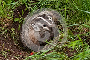 North American Badger Taxidea taxus Digs to Side in Den