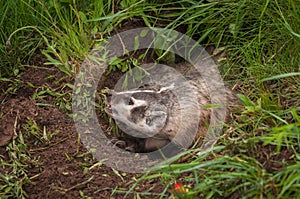 North American Badger Taxidea taxus Displays Claws