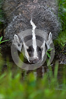 North American Badger (Taxidea taxus) Drinking From Pool Summer