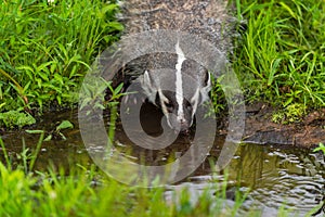 North American Badger Taxidea taxus Drinks From Small Pond Summer