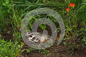 North American Badger Taxidea taxus Flattens Himself in Den