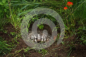 North American Badger Taxidea taxus Glares Out from Within Den